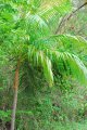 Palmiste rouge (endémique). ARCHONTOPHOENIX rubra. Réunion. 15-20m
